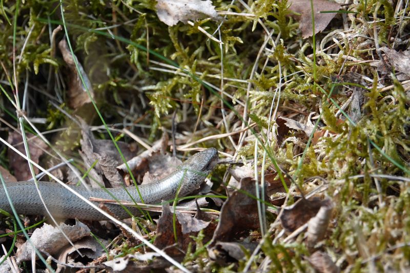 <i>Anguis fragilis</i> (Slow Worm)