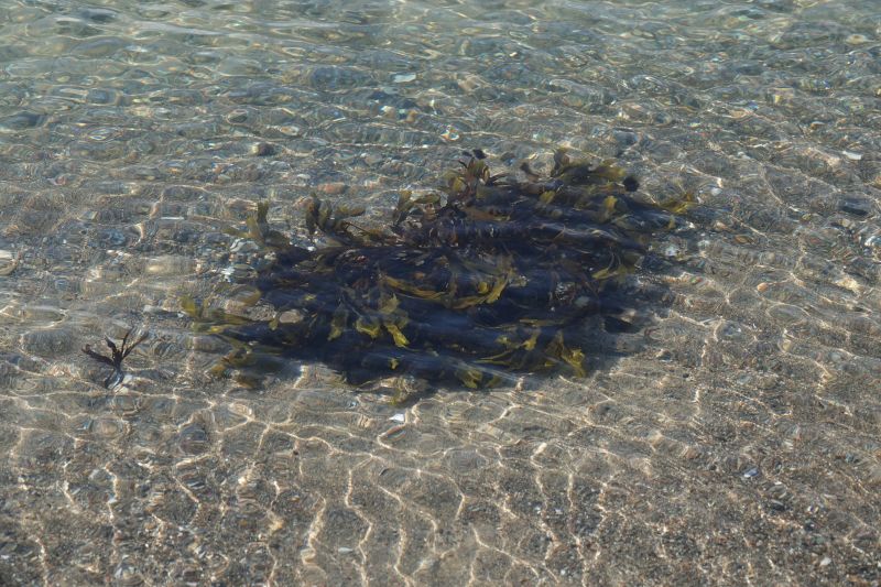 <i>Plantae</i> (Plants)