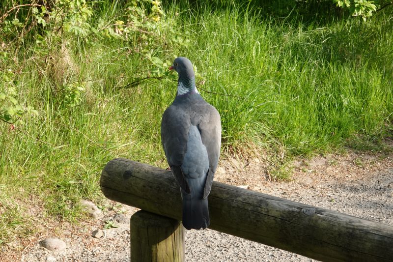 <i>Columba palumbus</i> (Common Wood-Pigeon)