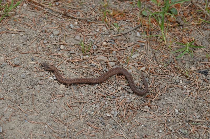 <i>Vipera berus</i> (Adder)