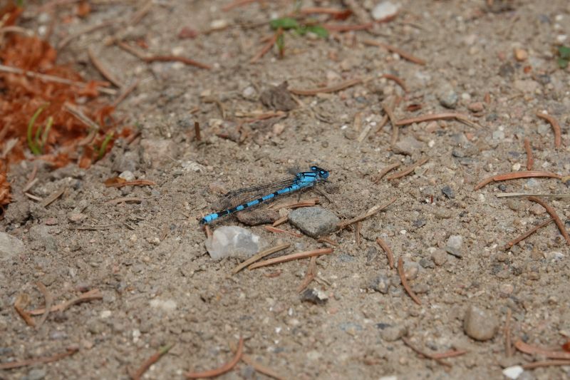 <i>Enallagma cyathigerum</i> (Common Blue Damselfly)