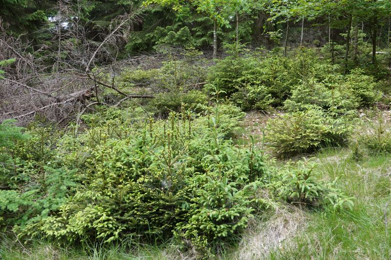 Viewing photos→2018→2018-05-26→10