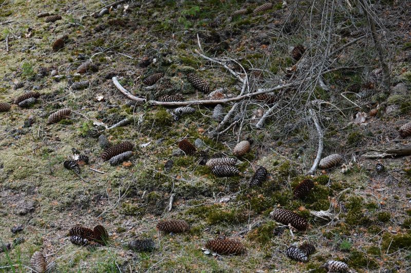 Viewing photos→2018→2018-05-26→11