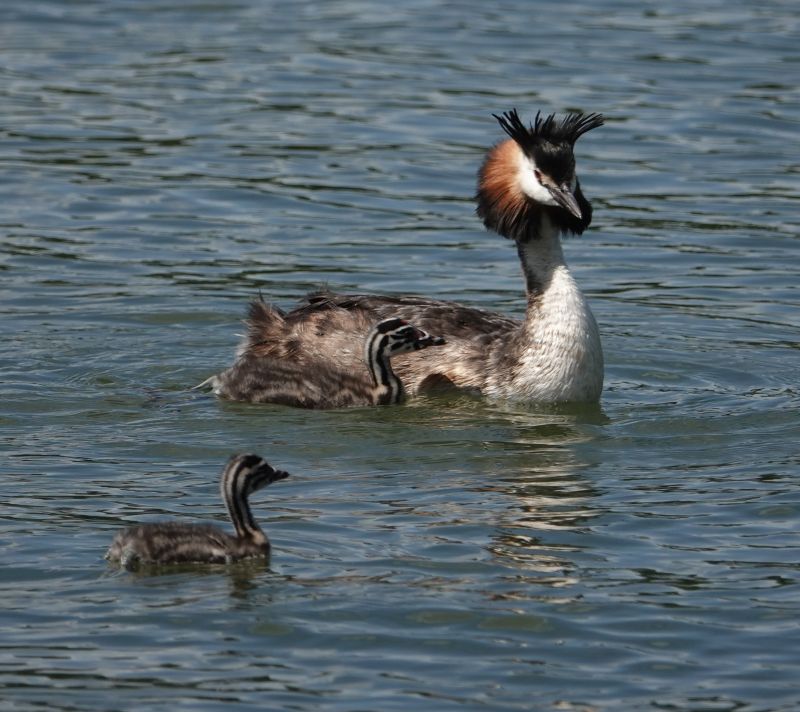 <i>Podiceps cristatus</i> (Great Crested Grebe)