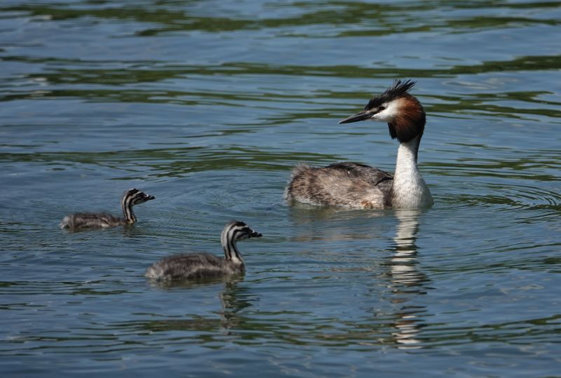 <i>Podiceps cristatus</i> (Great Crested Grebe)