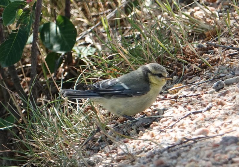 <i>Cyanistes caeruleus</i> (Eurasian Blue Tit)