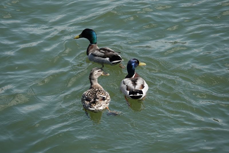 <i>Anas platyrhynchos</i> (Mallard)