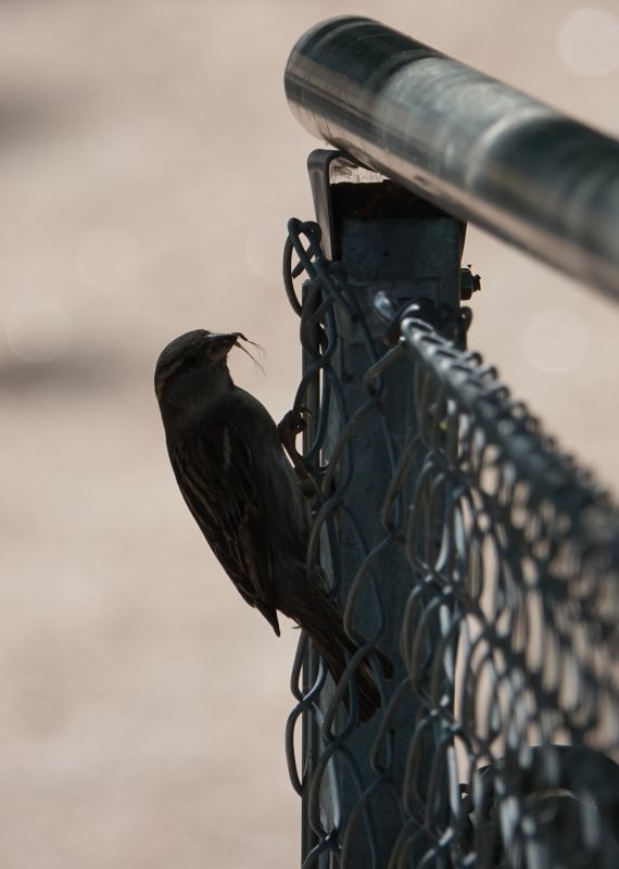 <i>Passer domesticus</i> (House Sparrow)