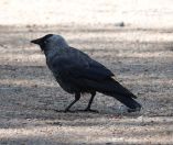 23.jpeg - 2018:06:16 11:50:55