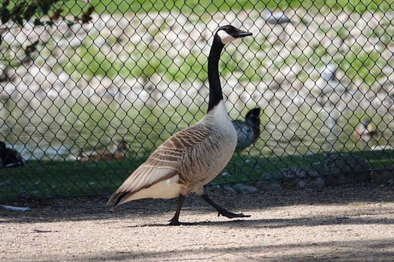 <i>Branta canadensis</i> (Canada Goose)