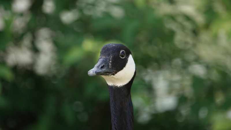 <i>Branta canadensis</i> (Canada Goose)