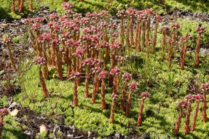 <i>Crassulaceae</i> (stonecrop family)