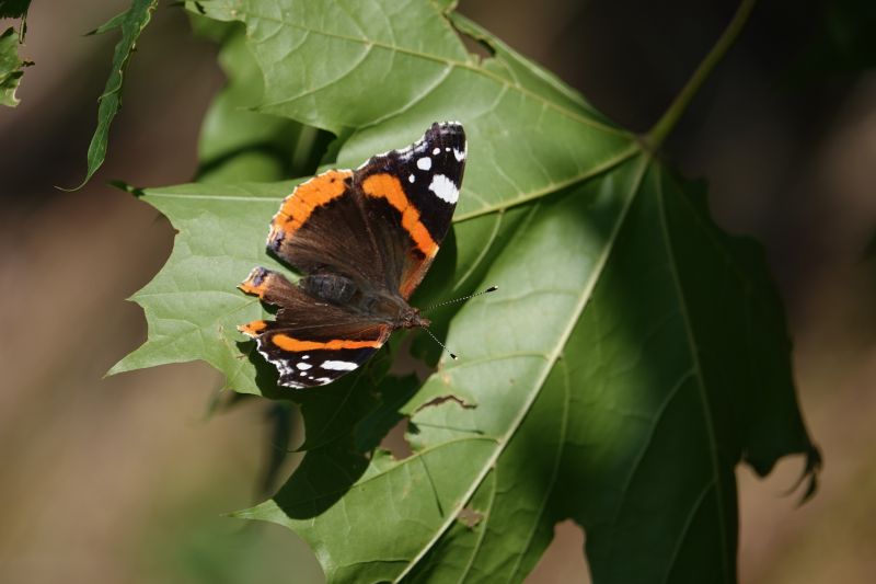 <i>Vanessa atalanta</i> (Red Admiral)