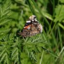 69.jpeg - 2018:06:16 13:17:19