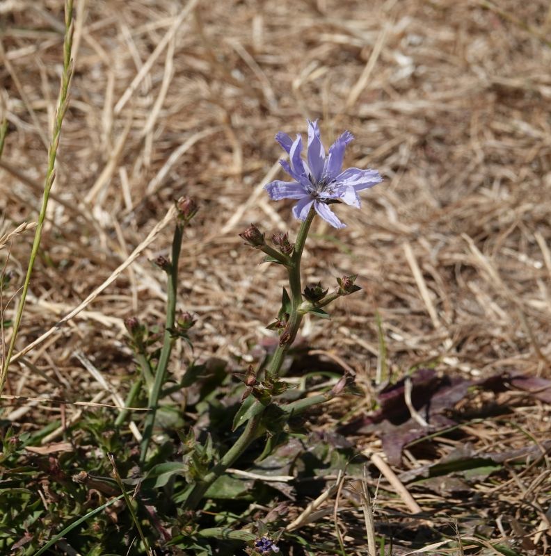 <i>Cichorium intybus</i> (chicory)