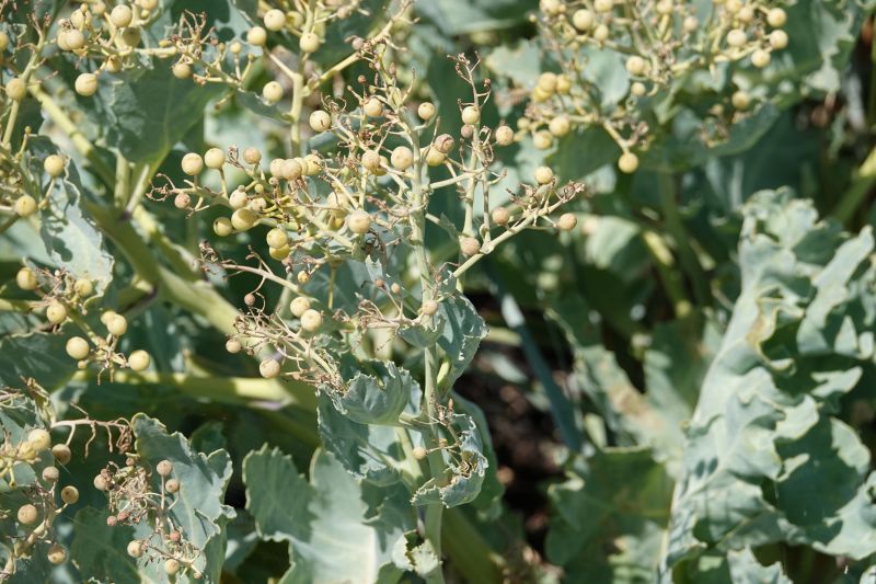 <i>Crambe maritima</i> (sea kale)
