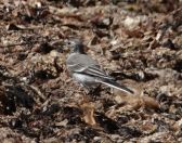 16.jpeg - 2018:07:13 11:32:25