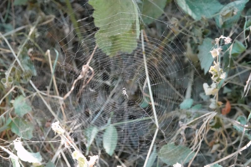 <i>Metellina</i> (null)