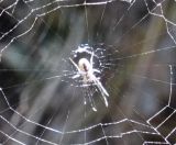 38.jpeg - 2018:07:13 13:05:13