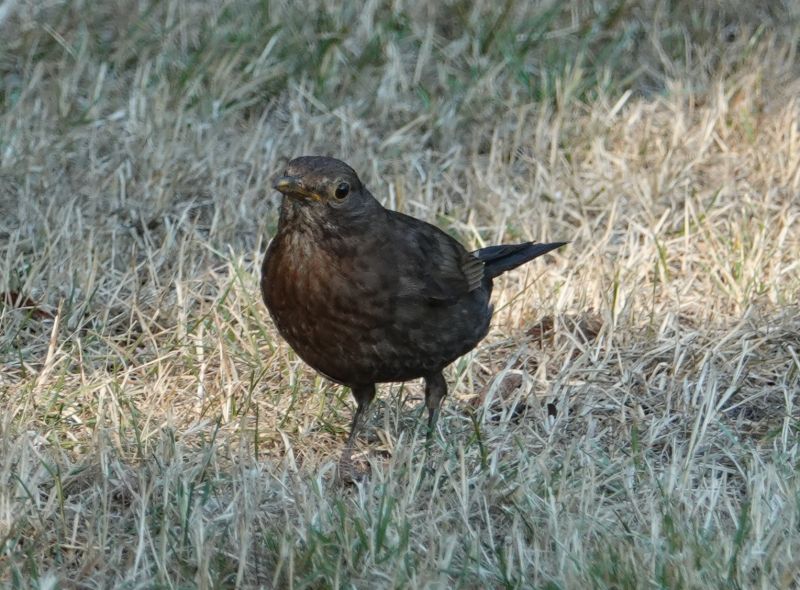 <i>Turdus merula</i> (Eurasian Blackbird)