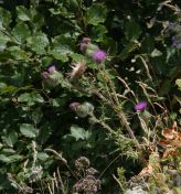 21.jpeg - 2018:07:14 10:50:50