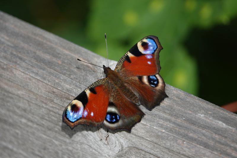 <i>Aglais io</i> (European Peacock Butterfly)