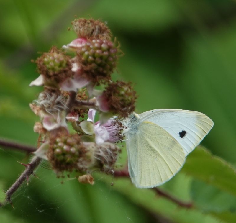 <i>Pieris rapae</i> (Cabbage White)