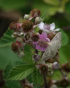 52.jpeg - 2018:07:14 13:04:23