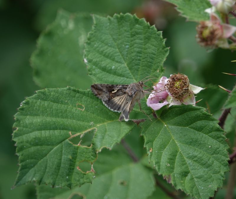 <i>Autographa gamma</i> (Silver Y)