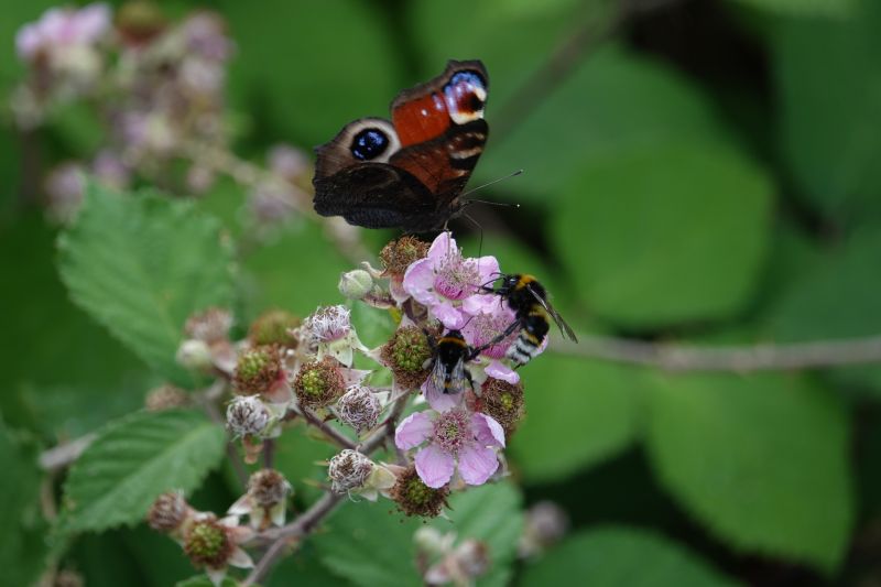 Viewing photos→2018→2018-07-14→56