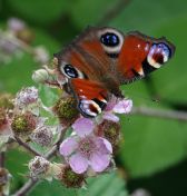 57.jpeg - 2018:07:14 13:06:43