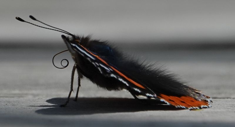 <i>Vanessa atalanta</i> (Red Admiral)