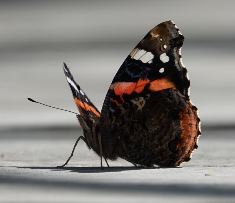 <i>Vanessa atalanta</i> (Red Admiral)
