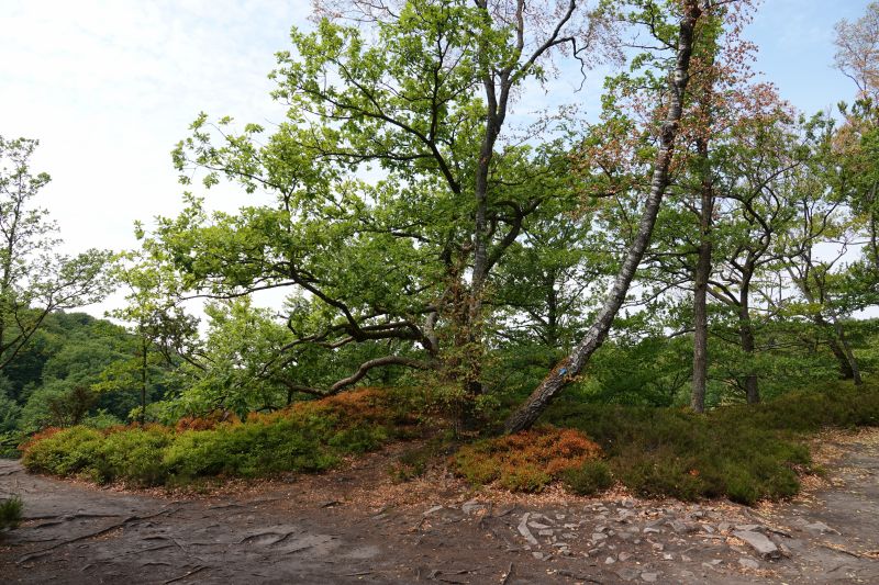 Viewing photos→2018→2018-07-22→03