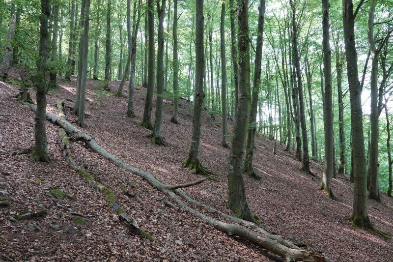 Viewing photos→2018→2018-07-22→08