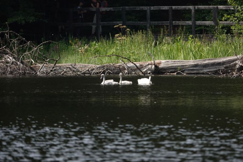 Viewing photos→2018→2018-07-22→11