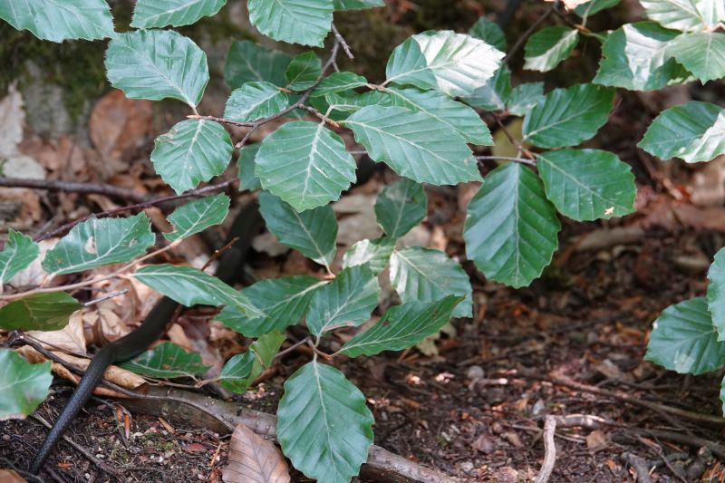<i>Natrix natrix</i> (Grass Snake)