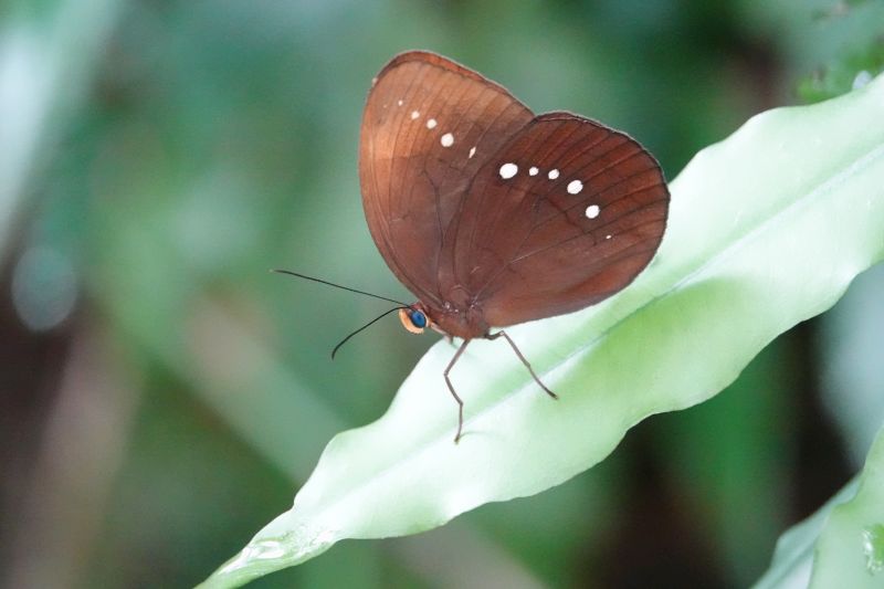 <i>Faunis eumeus</i> (Large Faun)