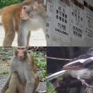 2018-08-21<br/>
<b>Shing Mun Reservoir, Hong Kong</b>
