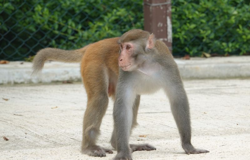<i>Macaca mulatta</i> (Rhesus Macaque)