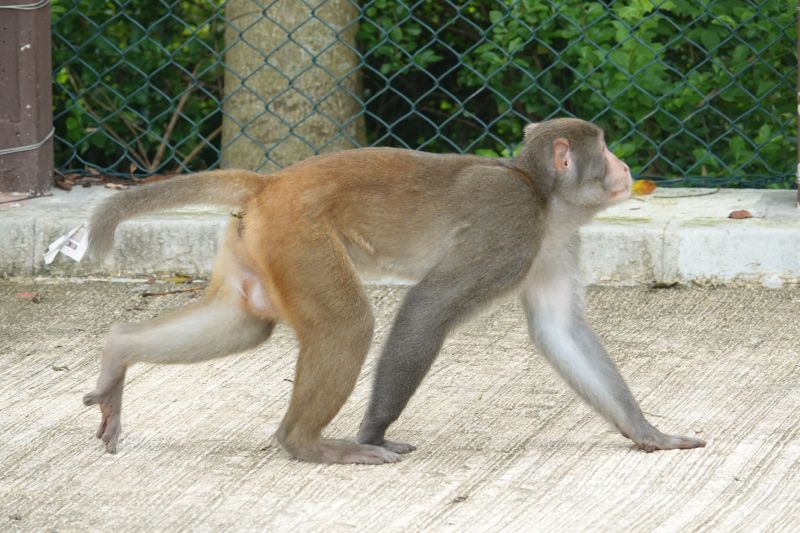 <i>Macaca mulatta</i> (Rhesus Macaque)