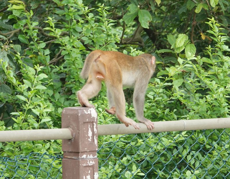 <i>Macaca mulatta</i> (Rhesus Macaque)