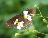 11.jpeg - 2018:08:21 04:57:17