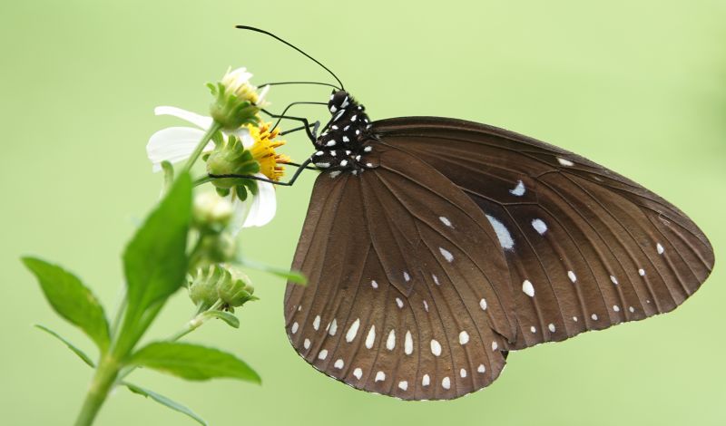 <i>Euploea midamus</i> (Blue-spotted Crow Butterfly)