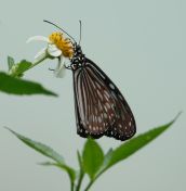 13.jpeg - 2018:08:21 04:58:15