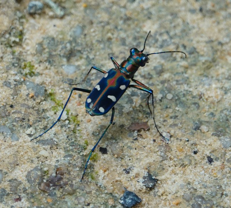 <i>Cicindela aurulenta</i> (Golden-spotted Tiger Beetle)
