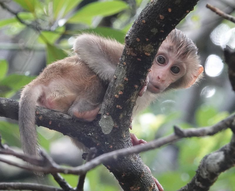 <i>Macaca mulatta</i> (Rhesus Macaque)