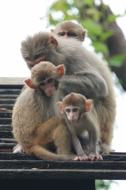 <i>Macaca mulatta</i> (Rhesus Macaque)