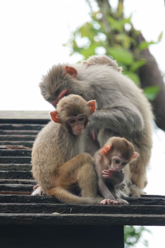 <i>Macaca mulatta</i> (Rhesus Macaque)