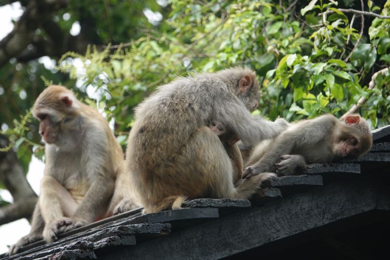 <i>Macaca mulatta</i> (Rhesus Macaque)